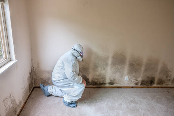 Best Mold Damage Restoration  in Excelsior, MN